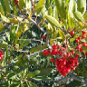 Meet your Posher, Tara